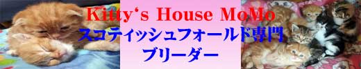 kitty`s House MoMo